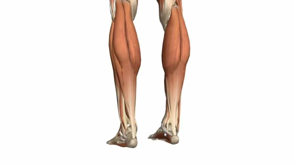 lytka-tse-detalnyi-rozbir-anatomii-funktsii-ta-praktychnoho-dohliadu-b9cf