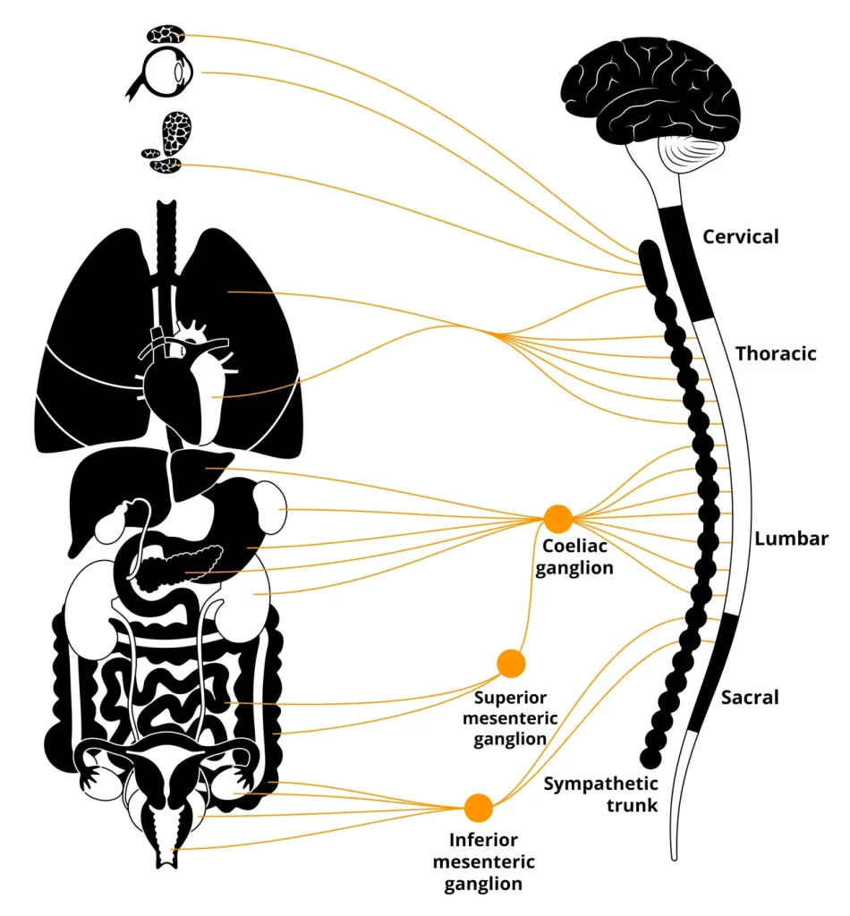 sympatychna-nervova-systema-mekhanizmy-funktsii-ta-vplyv-na-orhanizm-0bf6