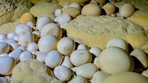 Білі сферичні печерні перлини серед жовтуватих мінеральних утворень у печері
