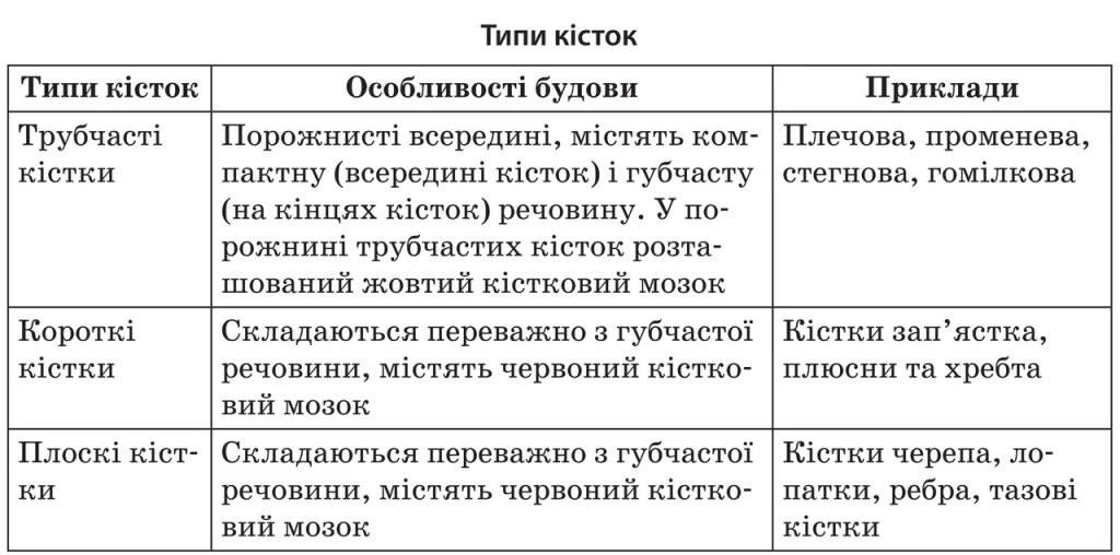 plechovyi-poias-budova-funktsii-ta-znachennia-dlia-rukhu-verkhnikh-kintsivok-efd0